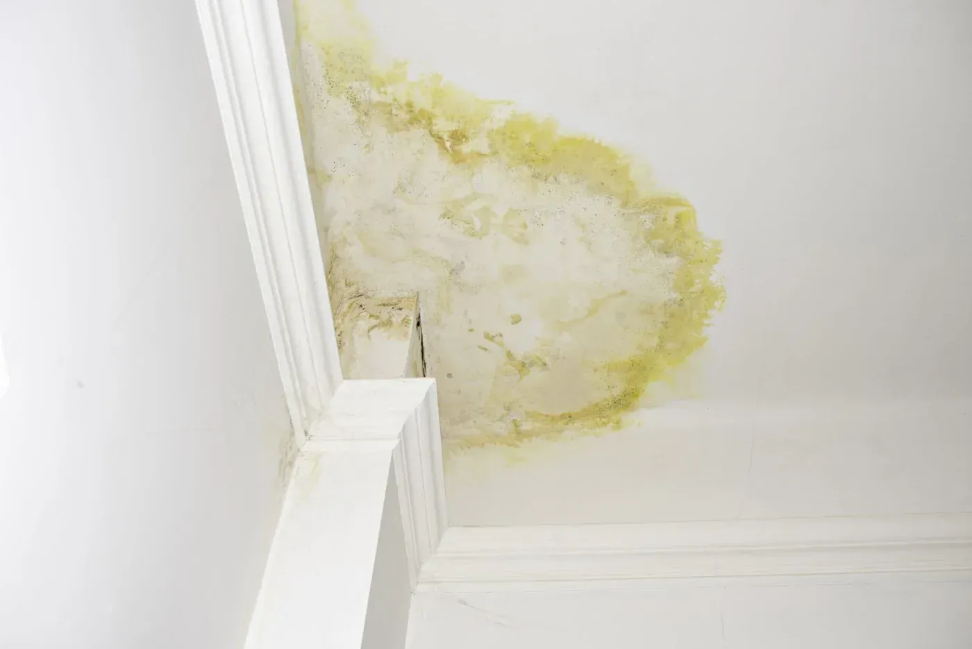 Water-stained ceiling with yellow discoloration and visible moisture damage near crown molding, indicating a possible roof leak.